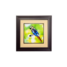 (DH) Nature Parrot, Black Frame , Blue, Yellow, Black, Green, Red Crystal